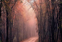 180万欧!塞鸟成为中国身价最高的球员 武磊第2.